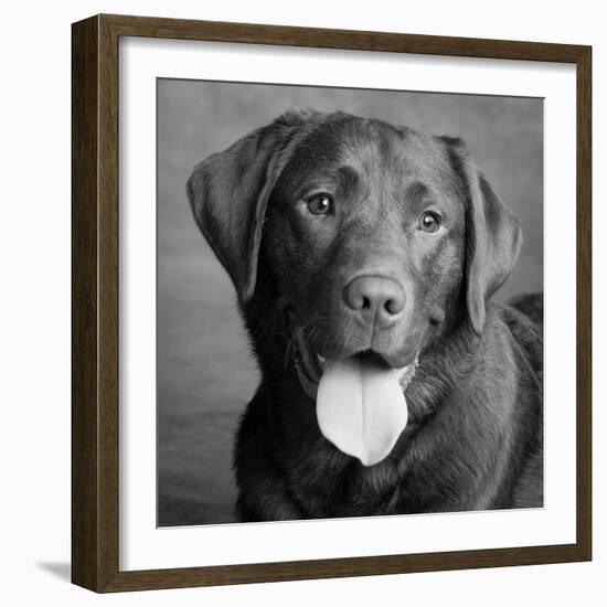 Portrait of a Chocolate Labrador Dog-null-Framed Photographic Print