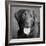 Portrait of a Chocolate Labrador Dog-null-Framed Photographic Print