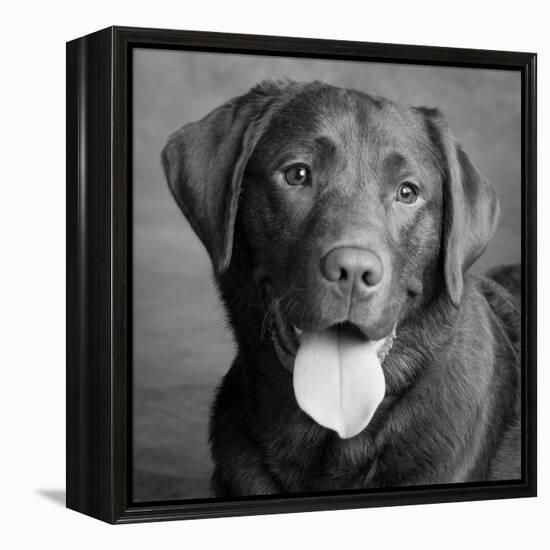 Portrait of a Chocolate Labrador Dog-null-Framed Premier Image Canvas