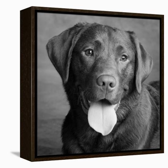 Portrait of a Chocolate Labrador Dog-null-Framed Premier Image Canvas