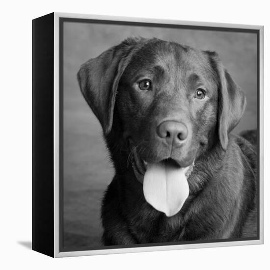 Portrait of a Chocolate Labrador Dog-null-Framed Premier Image Canvas