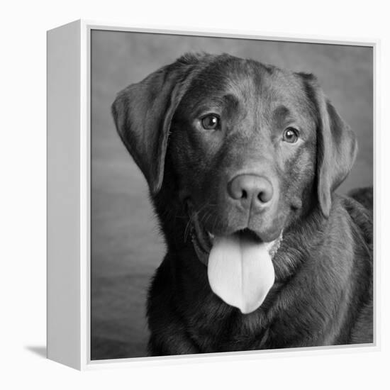 Portrait of a Chocolate Labrador Dog-null-Framed Premier Image Canvas