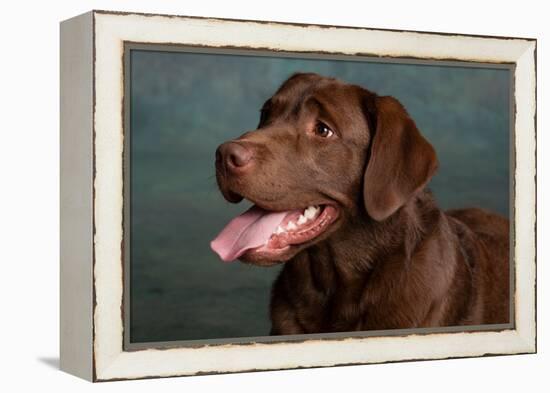 Portrait of a Chocolate Labrador Dog-null-Framed Premier Image Canvas
