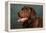 Portrait of a Chocolate Labrador Dog-null-Framed Premier Image Canvas