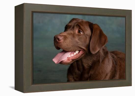 Portrait of a Chocolate Labrador Dog-null-Framed Premier Image Canvas