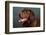 Portrait of a Chocolate Labrador Dog-null-Framed Photographic Print