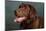 Portrait of a Chocolate Labrador Dog-null-Mounted Photographic Print