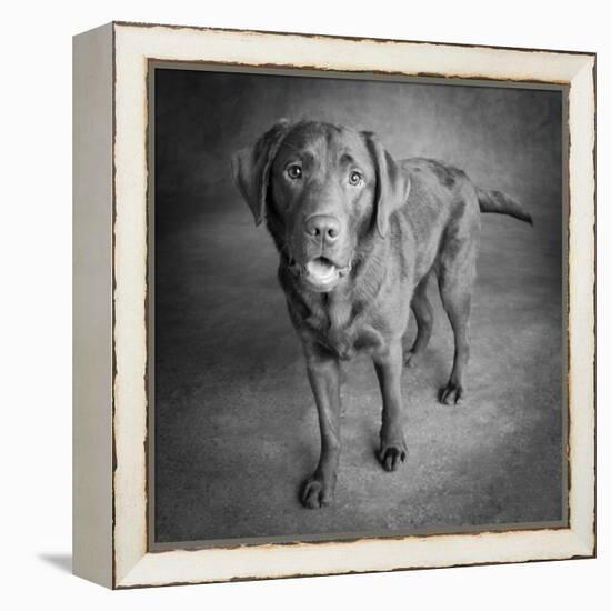 Portrait of a Chocolate Labrador Dog-null-Framed Premier Image Canvas