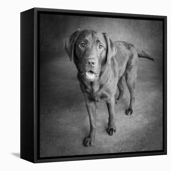 Portrait of a Chocolate Labrador Dog-null-Framed Premier Image Canvas