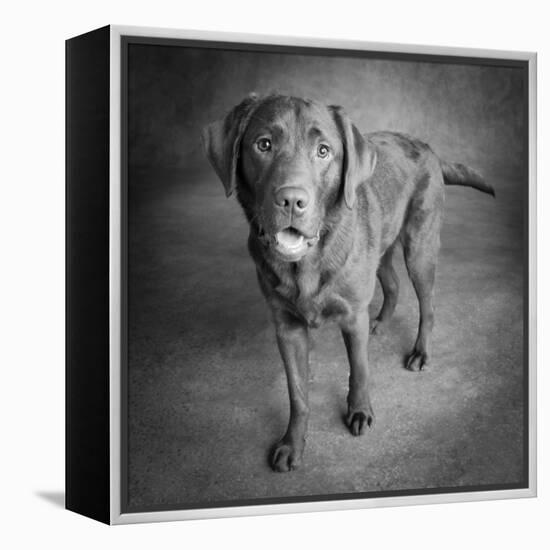 Portrait of a Chocolate Labrador Dog-null-Framed Premier Image Canvas