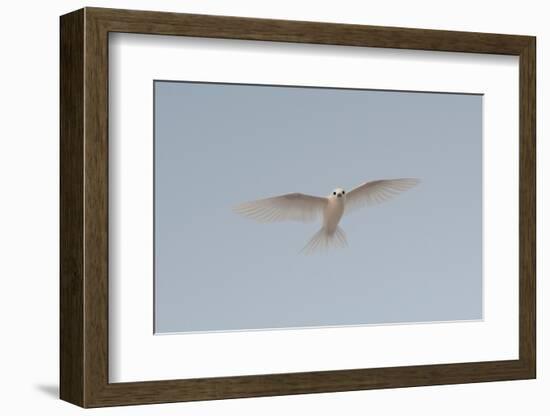 Portrait of a common white or fairy tern, Gygis alba, in flight. Denis Island, Seychelles.-Sergio Pitamitz-Framed Photographic Print