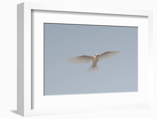 Portrait of a common white or fairy tern, Gygis alba, in flight. Denis Island, Seychelles.-Sergio Pitamitz-Framed Photographic Print