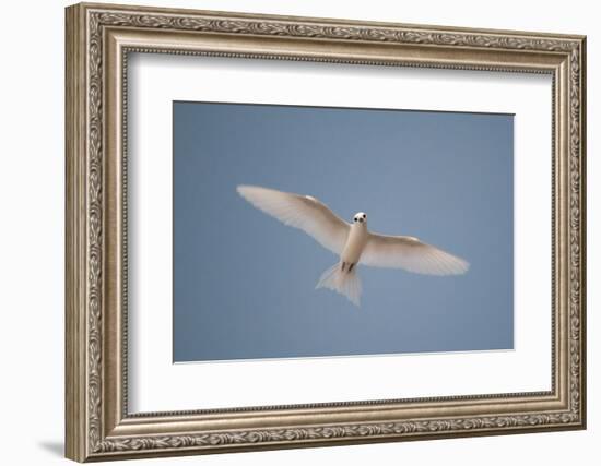 Portrait of a common white or fairy tern, Gygis alba, in flight. Denis Island, Seychelles.-Sergio Pitamitz-Framed Photographic Print