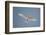 Portrait of a common white or fairy tern, Gygis alba, in flight. Denis Island, Seychelles.-Sergio Pitamitz-Framed Photographic Print