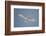 Portrait of a common white or fairy tern, Gygis alba, in flight. Denis Island, Seychelles.-Sergio Pitamitz-Framed Photographic Print