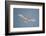 Portrait of a common white or fairy tern, Gygis alba, in flight. Denis Island, Seychelles.-Sergio Pitamitz-Framed Photographic Print