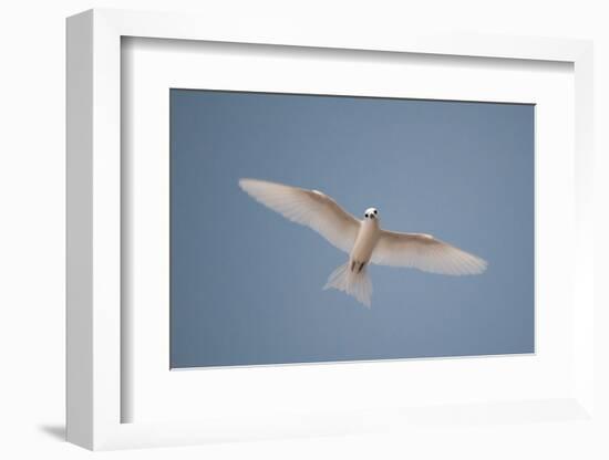 Portrait of a common white or fairy tern, Gygis alba, in flight. Denis Island, Seychelles.-Sergio Pitamitz-Framed Photographic Print