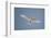 Portrait of a common white or fairy tern, Gygis alba, in flight. Denis Island, Seychelles.-Sergio Pitamitz-Framed Photographic Print