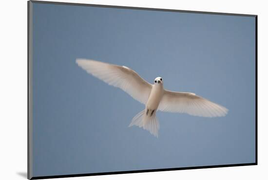 Portrait of a common white or fairy tern, Gygis alba, in flight. Denis Island, Seychelles.-Sergio Pitamitz-Mounted Photographic Print