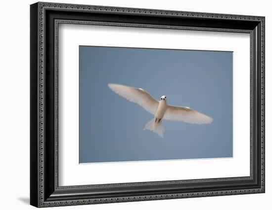 Portrait of a common white or fairy tern, Gygis alba, in flight. Denis Island, Seychelles.-Sergio Pitamitz-Framed Photographic Print