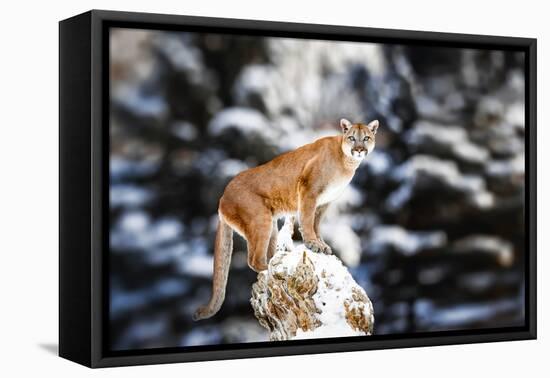Portrait of a Cougar, Mountain Lion, Puma, Panther, Striking a Pose on a Fallen Tree, Winter Scene-Baranov E-Framed Premier Image Canvas