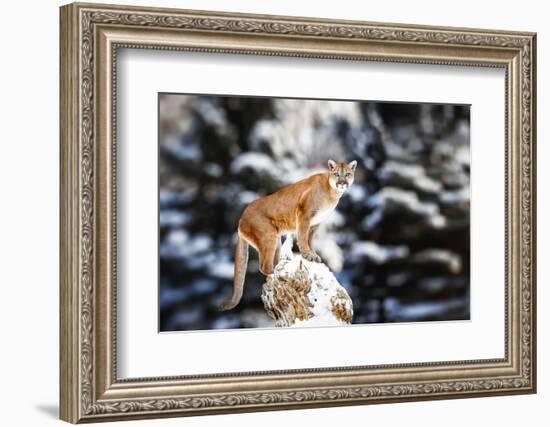 Portrait of a Cougar, Mountain Lion, Puma, Panther, Striking a Pose on a Fallen Tree, Winter Scene-Baranov E-Framed Photographic Print