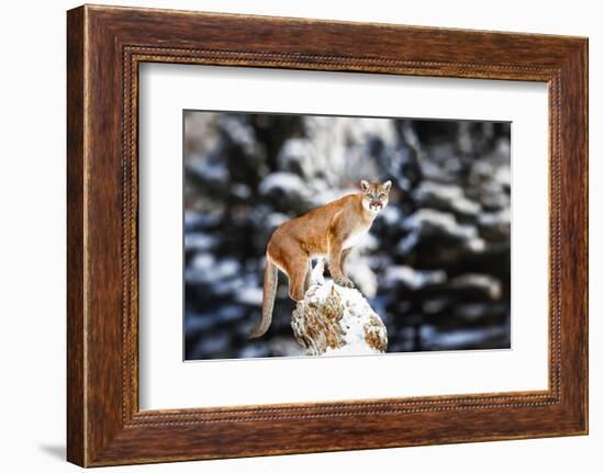 Portrait of a Cougar, Mountain Lion, Puma, Panther, Striking a Pose on a Fallen Tree, Winter Scene-Baranov E-Framed Photographic Print