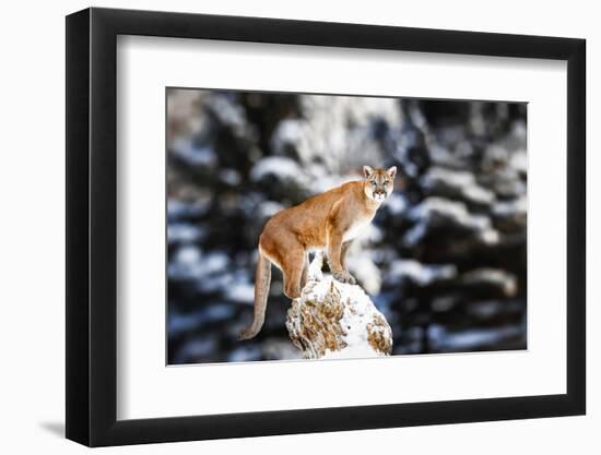 Portrait of a Cougar, Mountain Lion, Puma, Panther, Striking a Pose on a Fallen Tree, Winter Scene-Baranov E-Framed Photographic Print