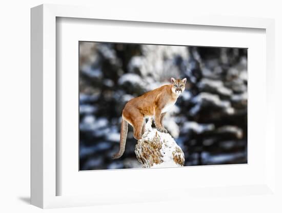 Portrait of a Cougar, Mountain Lion, Puma, Panther, Striking a Pose on a Fallen Tree, Winter Scene-Baranov E-Framed Photographic Print