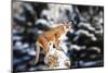 Portrait of a Cougar, Mountain Lion, Puma, Panther, Striking a Pose on a Fallen Tree, Winter Scene-Baranov E-Mounted Photographic Print