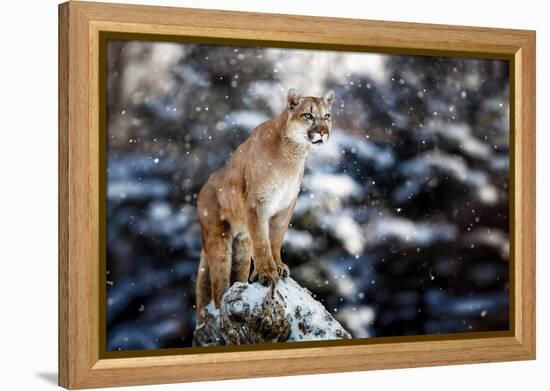 Portrait of a Cougar, Mountain Lion, Puma, Panther, Striking a Pose on a Fallen Tree, Winter Scene-null-Framed Premier Image Canvas
