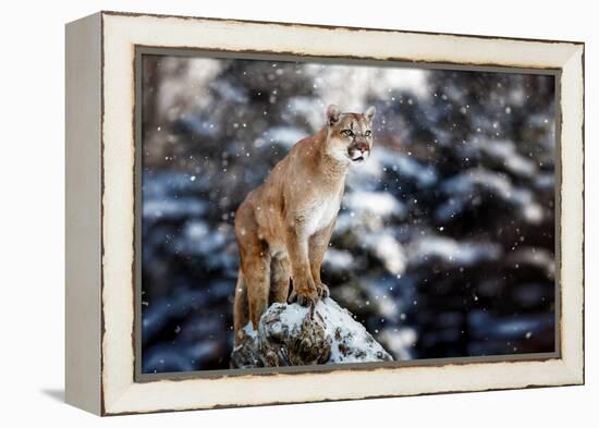 Portrait of a Cougar, Mountain Lion, Puma, Panther, Striking a Pose on a Fallen Tree, Winter Scene-null-Framed Premier Image Canvas