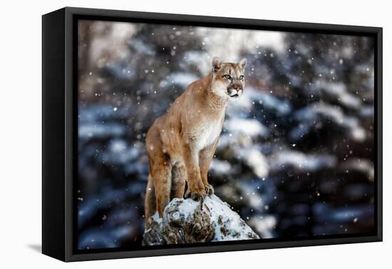 Portrait of a Cougar, Mountain Lion, Puma, Panther, Striking a Pose on a Fallen Tree, Winter Scene-null-Framed Premier Image Canvas