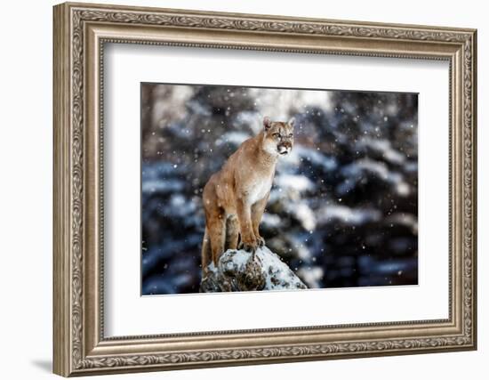 Portrait of a Cougar, Mountain Lion, Puma, Panther, Striking a Pose on a Fallen Tree, Winter Scene-null-Framed Photographic Print