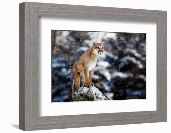 Portrait of a Cougar, Mountain Lion, Puma, Panther, Striking a Pose on a Fallen Tree, Winter Scene-null-Framed Photographic Print