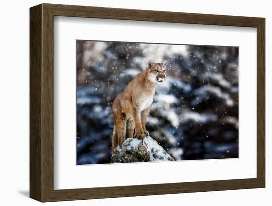 Portrait of a Cougar, Mountain Lion, Puma, Panther, Striking a Pose on a Fallen Tree, Winter Scene-null-Framed Photographic Print