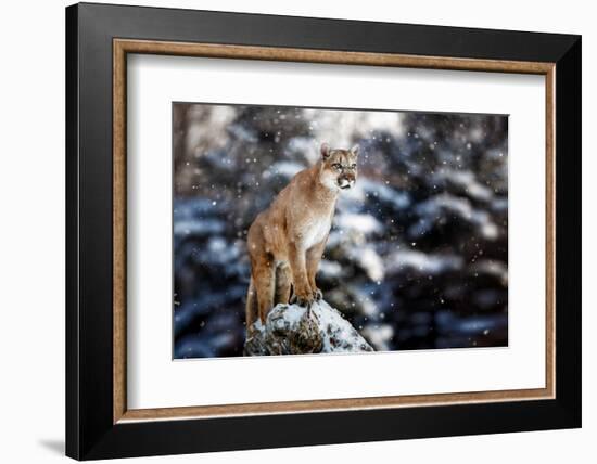 Portrait of a Cougar, Mountain Lion, Puma, Panther, Striking a Pose on a Fallen Tree, Winter Scene-null-Framed Photographic Print