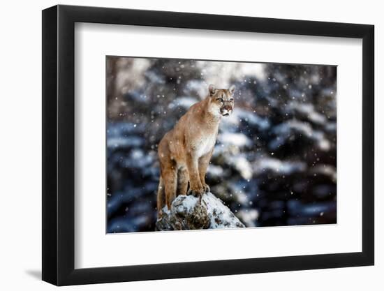 Portrait of a Cougar, Mountain Lion, Puma, Panther, Striking a Pose on a Fallen Tree, Winter Scene-null-Framed Photographic Print