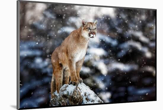 Portrait of a Cougar, Mountain Lion, Puma, Panther, Striking a Pose on a Fallen Tree, Winter Scene-null-Mounted Photographic Print