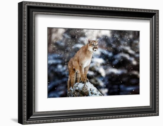 Portrait of a Cougar, Mountain Lion, Puma, Panther, Striking a Pose on a Fallen Tree, Winter Scene-null-Framed Photographic Print