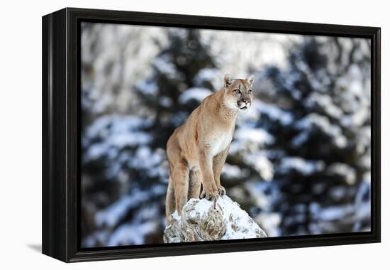 Portrait of a Cougar, Mountain Lion, Puma, Panther, Striking Pose on a Fallen Tree, Winter Scene In-Baranov E-Framed Premier Image Canvas