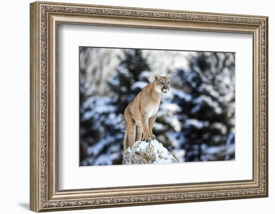 Portrait of a Cougar, Mountain Lion, Puma, Panther, Striking Pose on a Fallen Tree, Winter Scene In-Baranov E-Framed Photographic Print