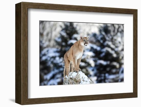 Portrait of a Cougar, Mountain Lion, Puma, Panther, Striking Pose on a Fallen Tree, Winter Scene In-Baranov E-Framed Photographic Print