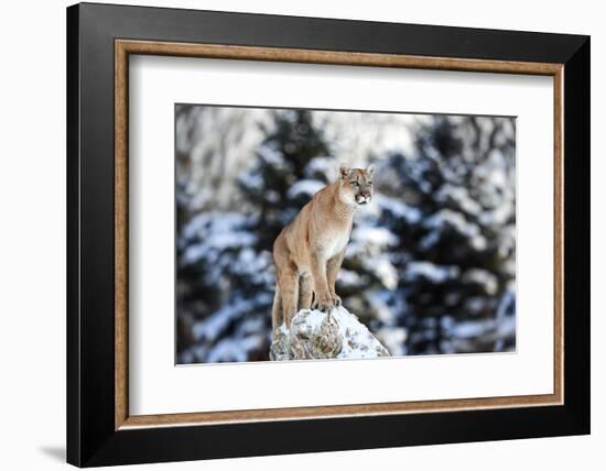 Portrait of a Cougar, Mountain Lion, Puma, Panther, Striking Pose on a Fallen Tree, Winter Scene In-Baranov E-Framed Photographic Print