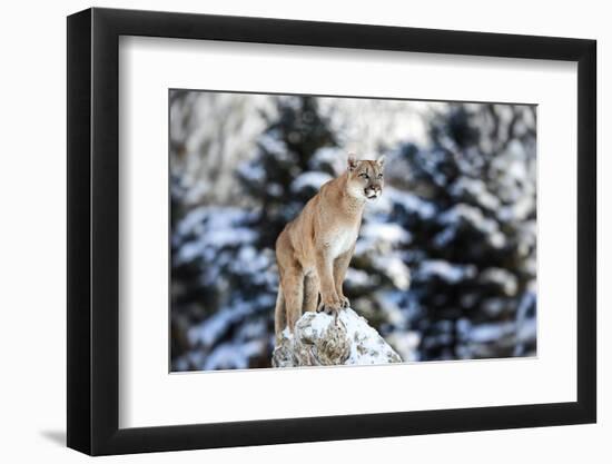 Portrait of a Cougar, Mountain Lion, Puma, Panther, Striking Pose on a Fallen Tree, Winter Scene In-Baranov E-Framed Photographic Print