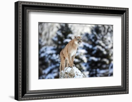 Portrait of a Cougar, Mountain Lion, Puma, Panther, Striking Pose on a Fallen Tree, Winter Scene In-Baranov E-Framed Photographic Print