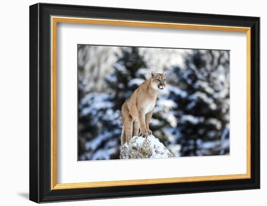 Portrait of a Cougar, Mountain Lion, Puma, Panther, Striking Pose on a Fallen Tree, Winter Scene In-Baranov E-Framed Photographic Print