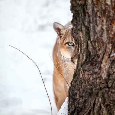 puma lion puma lion
