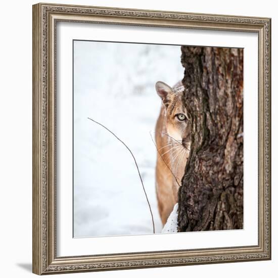 Portrait of a Cougar, Mountain Lion, Puma, Striking Pose, Winter Scene in the Woods-Baranov E-Framed Photographic Print