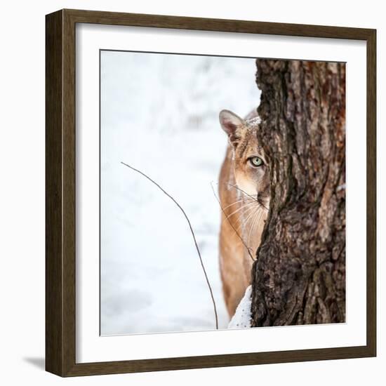 Portrait of a Cougar, Mountain Lion, Puma, Striking Pose, Winter Scene in the Woods-Baranov E-Framed Photographic Print